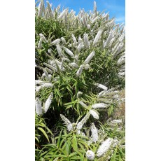 Hebe stricta Hebe stricta